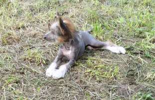 Bre - Ana Beauty Iz Strani Cvetov Bre - Ana Beauty Iz Strani Cvetov