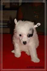Ilory Chesterfield Ilory Chesterfield