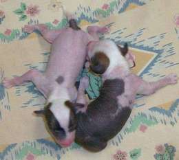 Show'ntells Tundra & Terbears Rocky Baby Show'ntells Tundra & Terbears Rocky Baby