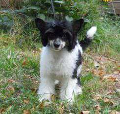 Akc Mythic Born To Love You Akc Mythic Born To Love You