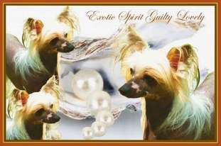 Exotic Spirit Guilty Lovely Exotic Spirit Guilty Lovely