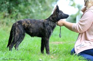 Brindle Wolf Olathe Brindle Wolf Olathe