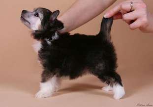 Dogland Happy U Dogland Happy U