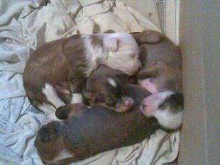 Puppy Almas-alana Puppy Almas-alana