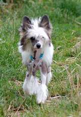 Be My Dog's Genuine Sugar Be My Dog's Genuine Sugar