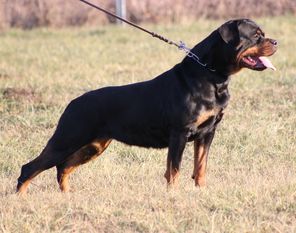 Astra vom Steintor Rott Astra vom Steintor Rott