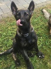 Nala vom Merchweilerland Nala vom Merchweilerland