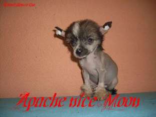 Apache Nice Moon Soncco Cua Apache Nice Moon Soncco Cua