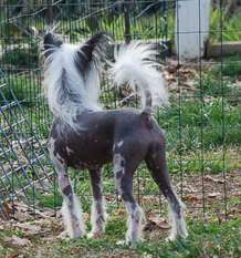 Silver Bluff G'day Mate Silver Bluff G'day Mate
