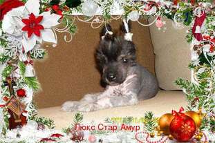 Lux Star Amur Lux Star Amur