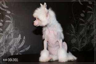 Mimi Dog Doll Kinross Shire Mimi Dog Doll Kinross Shire