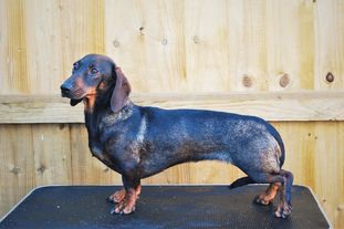 Ginger von den Konigstannen Ginger von den Konigstannen