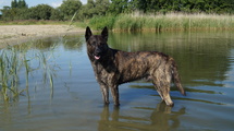 AToyon met Strepen