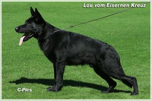 Lou vom Eisernen Kreuz Lou vom Eisernen Kreuz