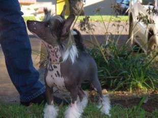 Mohawk Shes A Slayer Mohawk Shes A Slayer