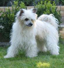 Sunny Lion Iriska Sunny Lion Iriska