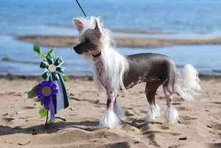 Dirty Dogs Dancing Gloria Dirty Dogs Dancing Gloria