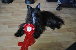 Twilight Dreamstar's Winning Prince Twilight Dreamstar's Winning Prince