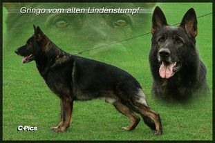 Gringo vom alten Lindenstumpf Gringo vom alten Lindenstumpf