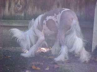 Sunwinds Oopsy Daisey Sunwinds Oopsy Daisey