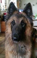 Basha von der kleinen Butze Basha von der kleinen Butze