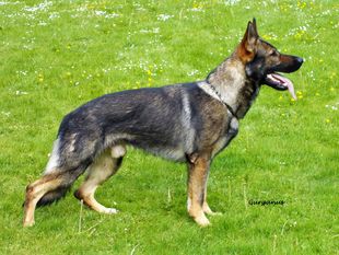 Darko VDH/SZ-R 20000170 (Früchtenicht) Darko VDH/SZ-R 20000170 (Früchtenicht)