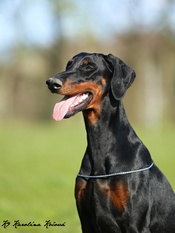 Caramba European K9 training base Caramba European K9 training base