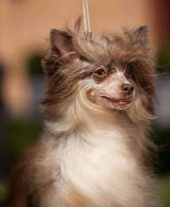 Dogland Happy Remember Me Dogland Happy Remember Me