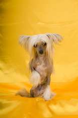 Born To Be Loved Diaz Of Gizzy's Home Born To Be Loved Diaz Of Gizzy's Home
