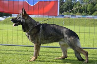 Endy von der schwarzen Irma Endy von der schwarzen Irma