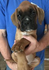 Nelly-Rose vom Lankwitzer Orden Nelly-Rose vom Lankwitzer Orden