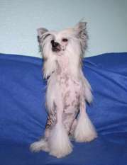 Be My Dog's Yerbouti Be My Dog's Yerbouti