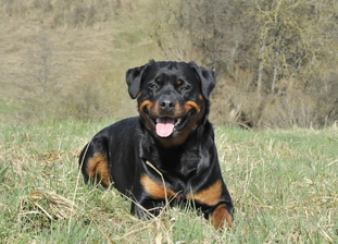 Baily von der Fuchsfarm Baily von der Fuchsfarm