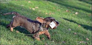Delicja z Malinowej Ostoi Delicja z Malinowej Ostoi