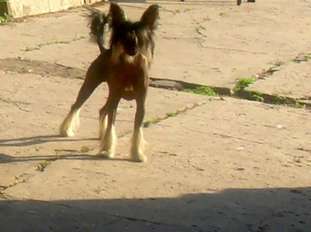 Vancuver Black Show Molosos Gratzi Vancuver Black Show Molosos Gratzi