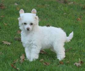 Quickness Marshmallow De Almamasan Quickness Marshmallow De Almamasan