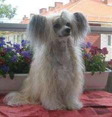 Dogtrix Angelägna Adela Dogtrix Angelägna Adela