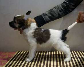 Vadis Rais Bonus Westtai Vadis Rais Bonus Westtai