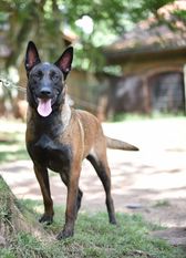 Garra von Bocão Malinois Garra von Bocão Malinois