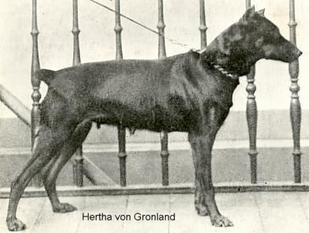 Greif (von der Wik) not reg. Greif (von der Wik) not reg.