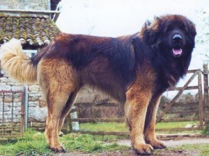 Maverick Ouranos Du Bouc D'or Maverick Ouranos Du Bouc D'or