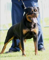 Johnny von der Maxi Rott Johnny von der Maxi Rott