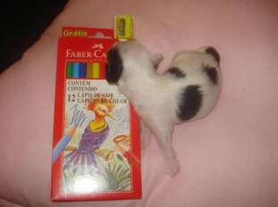 Alfio Falazairroo Alfio Falazairroo