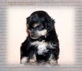 Irgen Gold Urri Irgen Gold Urri