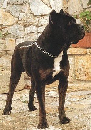 Dyrium store cane corso