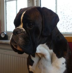 Samaro vom Eisbachtal Samaro vom Eisbachtal