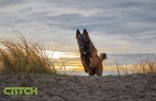 Charona vom Kiebitzbusch Charona vom Kiebitzbusch