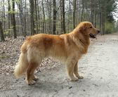 dog image background