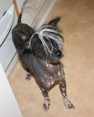 Oromuson Harley David Oromuson Harley David