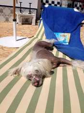 Paw-a-dee Never Stop Paw-a-dee Never Stop